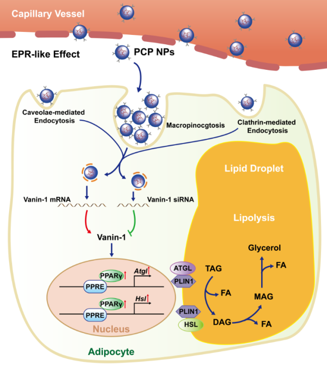 刘畅团队在advancedscience报道vanin1调节白色脂肪脂质